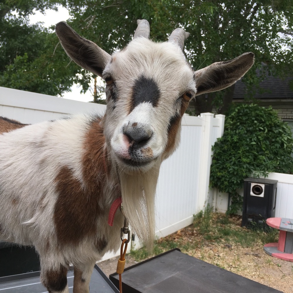 Meet your Posher, Steph